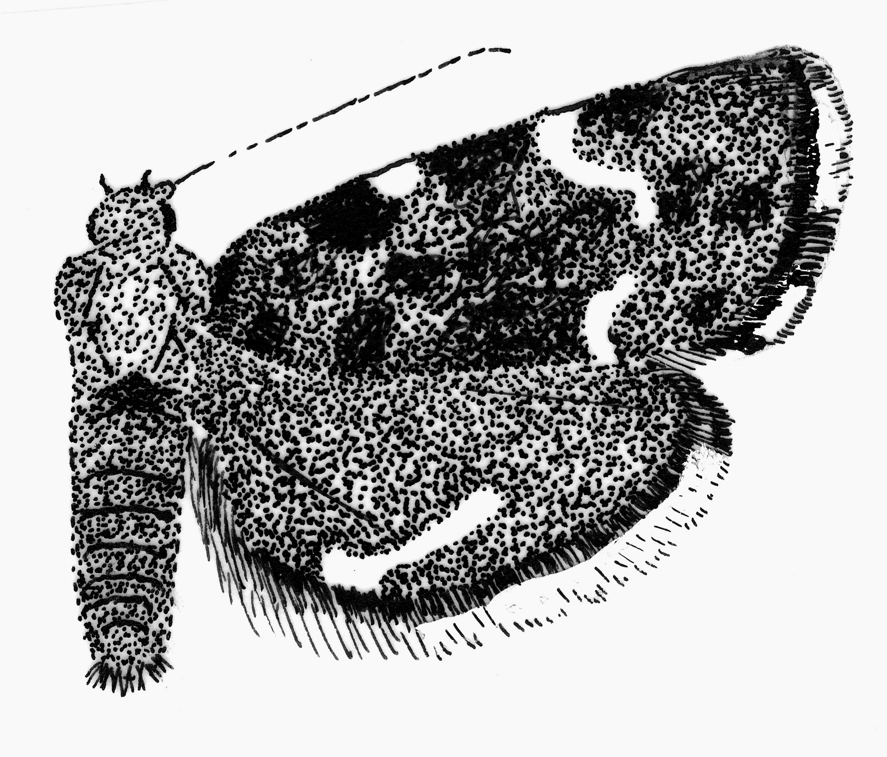 Kleine brandnetelmot (Anthophila fabriciana, Choreutidae).